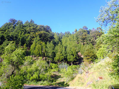 la-palma-0393