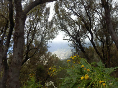 prales-el-hierro-0971y-kaldera-sonchus