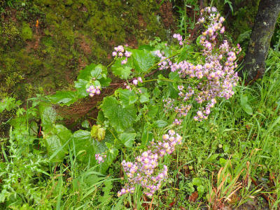 prales-la-gomera-0045-perikalis