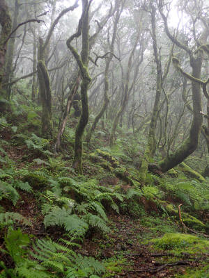 prales-la-gomera-0048-vavrin