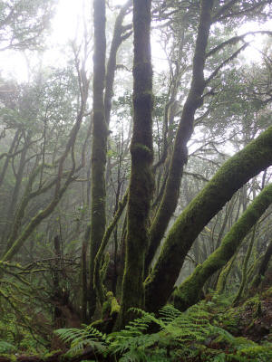 prales-la-gomera-0049-vavrin