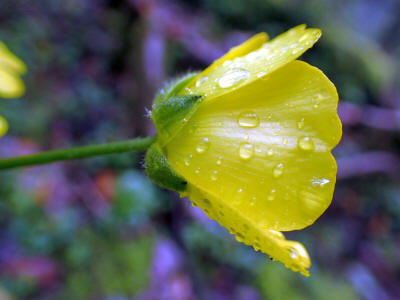 prales-la-gomera-0052-ranuncula