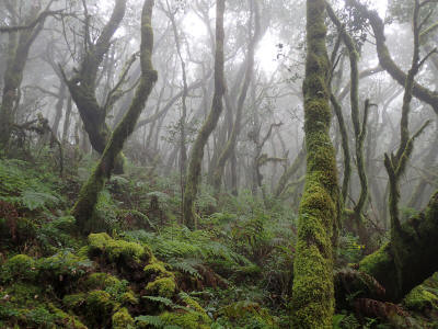 prales-la-gomera-0055