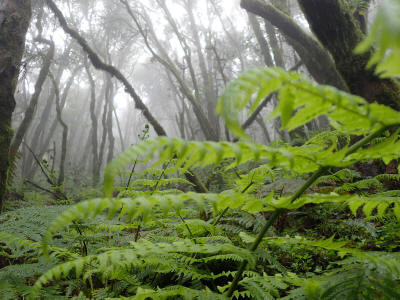 prales-la-gomera-0056-kapradi