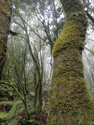 prales-la-gomera-0061-mech-vavrin
