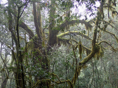 prales-la-gomera-0075-usnea