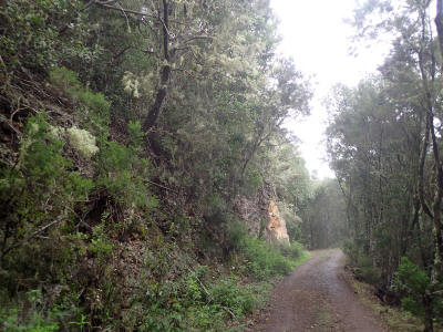 prales-la-gomera-0077-vresovce