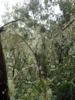 prales-la-gomera-0080-usnea