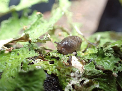 zver-la-gomera-0085-slimak
