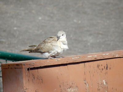 zver-la-gomera-0090y