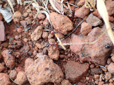 zver-la-gomera-0321-mravenci