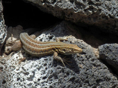 zver-la-palma-0305y-jesterka