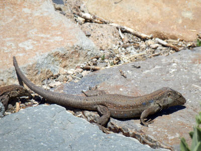 zver-tenerife-0850y-jesterka