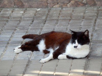 kocka-la-gomera-0074y