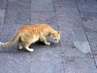 kocka-la-gomera-0182