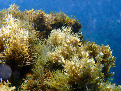 more-el-hierro-0775