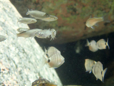more-el-hierro-0787
