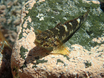more-el-hierro-0790