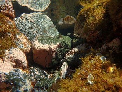 more-el-hierro-0805