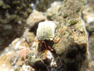 more-valle-gran-rey-la-gomera-0229-rak-poustevnicek