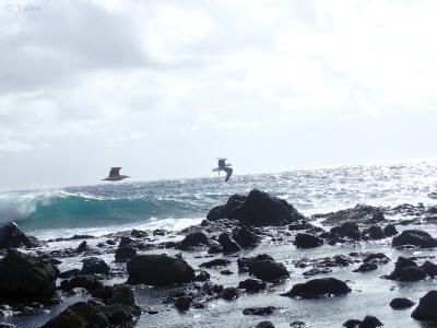 more-valle-gran-rey-la-gomera-0272-rackove