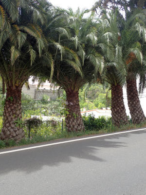 palmy-gran-canaria-0884