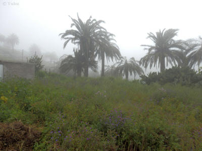 palmy-la-gomera-0021y