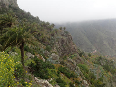 palmy-la-gomera-0207