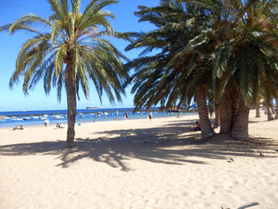 palmy-san-andres-tenerife-0726y-plaz