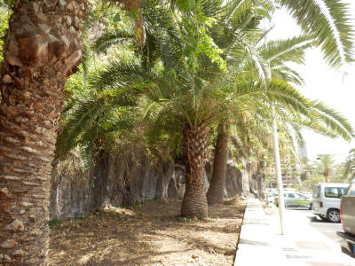 palmy-santa-cruz-de-la-palma-0314y-polosekane