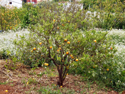 rostliny-gran-canaria-1075y-pomerancovnik