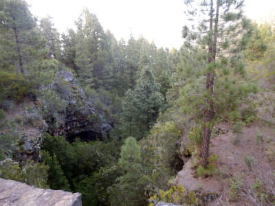 tenerife-0479y-borovice